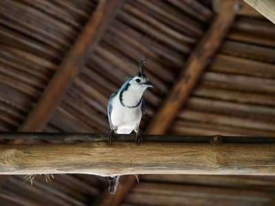 <i class='fa fa-user'></i> guido mwm |   Ekstergaai  <i class='fa fa-eye'> 140</i>  <i class='fa fa-thumbs-up'> 2</i>   <i class='fa fa-comment-o'> 11</i>