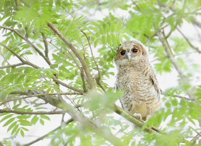 <i class='fa fa-user'></i> thijsglastra |   Bosuil  <i class='fa fa-eye'> 281</i>  <i class='fa fa-thumbs-up'> 8</i>   <i class='fa fa-comment-o'> 14</i>