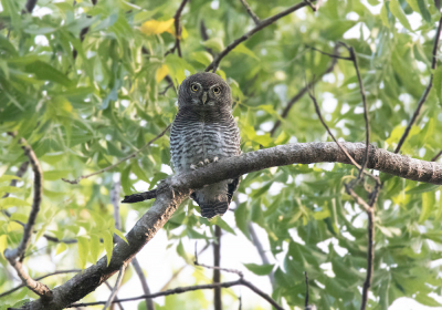 <i class='fa fa-user'></i> Frank van der Wielen |   Jungledwerguil  <i class='fa fa-eye'> 213</i>  <i class='fa fa-thumbs-up'> 1</i>   <i class='fa fa-comment-o'> 6</i>