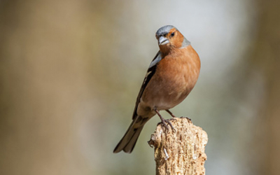 De mannetjes Vink is een kleurrijk vogeltje. Die ik gek genoeg steeds vaker zie. Soms vaker dan huismussen. Of verbeeld ik me dat? Het is in ieder geval een mooie vogel.