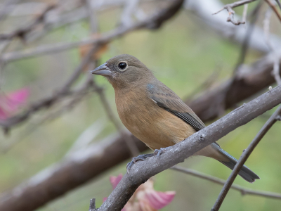 <i class='fa fa-user'></i> Paul van Giersbergen |   Rozebuikgors  <i class='fa fa-eye'> 122</i>  <i class='fa fa-thumbs-up'> 5</i>   <i class='fa fa-comment-o'> 2</i>