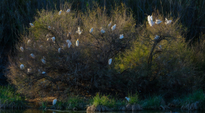 Bij mijn laatste upload van de steiger, miste Sieb de reigers.
Die waren er wel, een kleine 100 mtr verderop, rond een zoetwater binnenmeertje.
Elke avond tegen zonsondergang waren de struiken/ bomen rondom behoorlijk bezet met koe en kleine zilverreigers.