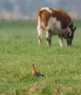 Vandaag sinds tijden weer eens een aantal weidevogels gespot in de polder, Grutto's, Kievitten en Scholeksters.