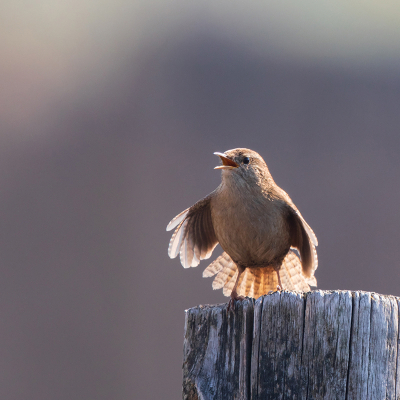 <i class='fa fa-user'></i> Peter Soer |   Winterkoning  <i class='fa fa-eye'> 227</i>  <i class='fa fa-thumbs-up'> 4</i>   <i class='fa fa-comment-o'> 6</i>