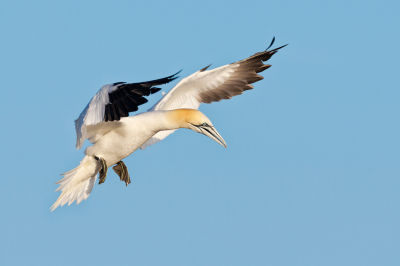 Een prachtige jan van gent gefotografeerd in vlucht boven Saltee Island voor de kust van Ierland. Dit eiland is een paradijs voor veel verschillende soorten zee vogels, en dus ook voor de vogel fotograaf.