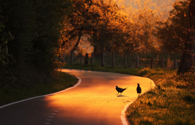 <i class='fa fa-user'></i> thijsglastra |   Fazant  <i class='fa fa-eye'> 369</i>  <i class='fa fa-thumbs-up'> 16</i>   <i class='fa fa-comment-o'> 19</i>