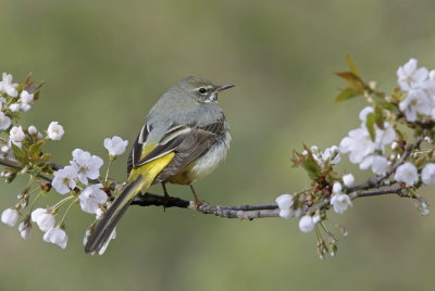 <i class='fa fa-user'></i> Gejo Wassink |   Grote Gele Kwikstaart  <i class='fa fa-eye'> 429</i>  <i class='fa fa-thumbs-up'> 9</i>   <i class='fa fa-comment-o'> 10</i>