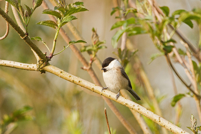 Toen ik op 2 april een dagje met de camera op pad wilde, keek ik eerst even of de MO al bekend was. Dat bleek het geval, en dat bepaalde dus meteen waar ik die dag naar op zoek ging. Ik was niet ontevreden met het resultaat van die dag. Ik ben nog meermalen voor mezen op stap geweest, ook vandaag nog. Maar ik hou het toch bij mijn favoriete foto van die dag: een Matkop, waar tussen de bladeren door mooi licht op valt, en met een mooi lichtpuntje in zijn oog. Heel simpel, maar ik vind hem mooi.