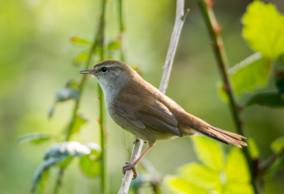 Cetti's zanger in de boomgaard van Tiengemeten.
Normaal is de Cetti een verborgen vogel die je bijna niet ziet. Hier liet hij zich heel even mooi zien in het late middagzonnetje.