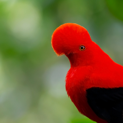 <i class='fa fa-user'></i> charlysax |   Rode Rotshaan  <i class='fa fa-eye'> 184</i>  <i class='fa fa-thumbs-up'> 7</i>   <i class='fa fa-comment-o'> 4</i>