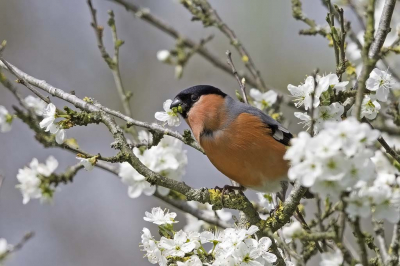 <i class='fa fa-user'></i> Hans Reitsma |   Goudvink  <i class='fa fa-eye'> 394</i>  <i class='fa fa-thumbs-up'> 3</i>   <i class='fa fa-comment-o'> 4</i>