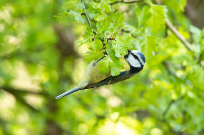 Het was best wel lastig om een mees voor de lens te krijgen, raar maar waar. Gelukkig kon ik tijdens een wandeling dit pimpelmeesje hangend in de boom vast leggen.