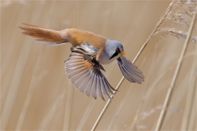 <i class='fa fa-user'></i> Harry Jamont |   Baardman  <i class='fa fa-eye'> 453</i>  <i class='fa fa-thumbs-up'> 27</i>   <i class='fa fa-comment-o'> 12</i>