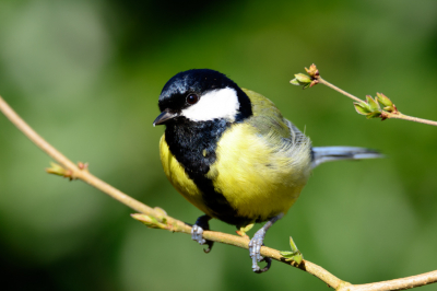 Koolmees kwam even in de tuin kijken wat ik toch aan het doen was met de camera.