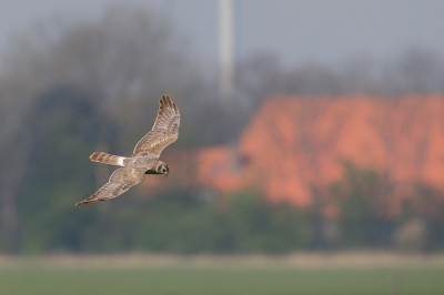 <i class='fa fa-user'></i> Peter Boltjes |   Steppekiekendief  <i class='fa fa-eye'> 317</i>  <i class='fa fa-thumbs-up'> 6</i>   <i class='fa fa-comment-o'> 7</i>