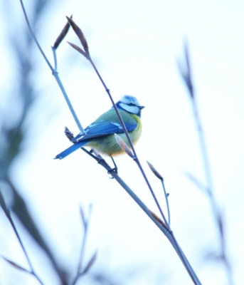 Pimpelmees kwam in de leibeuk zitten. De combinatie van het fragiele kleurrijke vogeltje en de ontluikende beukenknoppen geeft een licht en lenteachtig gevoel.