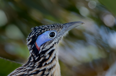 <i class='fa fa-user'></i> Paul van Giersbergen |   Kleine Renkoekoek  <i class='fa fa-eye'> 127</i>  <i class='fa fa-thumbs-up'> 1</i>   <i class='fa fa-comment-o'> 3</i>