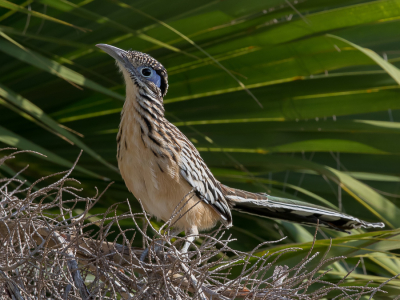 <i class='fa fa-user'></i> Paul van Giersbergen |   Kleine Renkoekoek  <i class='fa fa-eye'> 138</i>  <i class='fa fa-thumbs-up'> 2</i>   <i class='fa fa-comment-o'> 4</i>