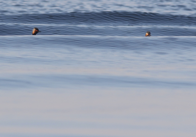 <i class='fa fa-user'></i> rietgors |   Geoorde Fuut  <i class='fa fa-eye'> 290</i>  <i class='fa fa-thumbs-up'> 13</i>   <i class='fa fa-comment-o'> 15</i>