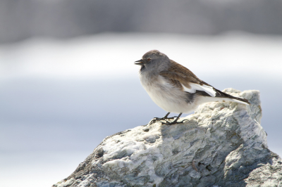 <i class='fa fa-user'></i> gras4711 |   Sneeuwvink  <i class='fa fa-eye'> 334</i>  <i class='fa fa-thumbs-up'> 4</i>   <i class='fa fa-comment-o'> 15</i>