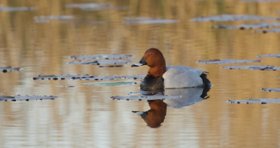 <i class='fa fa-user'></i> Leo Tukker |   Tafeleend  <i class='fa fa-eye'> 201</i>   <i class='fa fa-comment-o'> 6</i>