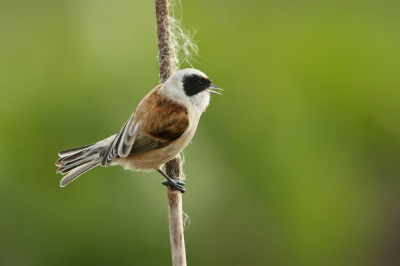 <i class='fa fa-user'></i> Frank Kremer |   Buidelmees  <i class='fa fa-eye'> 368</i>  <i class='fa fa-thumbs-up'> 21</i>   <i class='fa fa-comment-o'> 8</i>