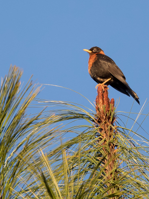 <i class='fa fa-user'></i> Paul van Giersbergen |   Roodkraaglijster  <i class='fa fa-eye'> 146</i>   <i class='fa fa-comment-o'> 1</i>