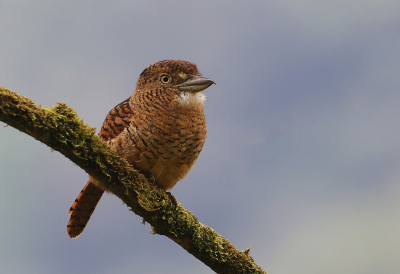 <i class='fa fa-user'></i> charlysax |   Gebandeerde Baardkoekoek  <i class='fa fa-eye'> 195</i>  <i class='fa fa-thumbs-up'> 10</i>   <i class='fa fa-comment-o'> 10</i>