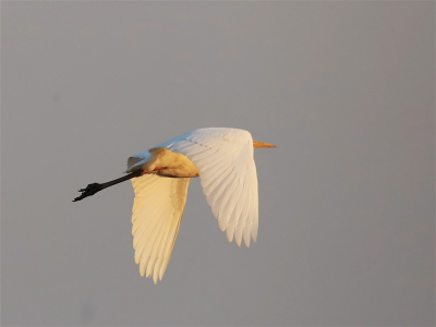 Opgenomen toen de zon nog net boven de horizon stond. Omdat de vogel net boven de dijk vloog kreeg hij het zonlicht van beneden. Uit een serie vond ik deze de meest sprekende vanwege het feit dat hals en kop niet in beeld zijn. door de vooruit priemende dolksnavel krijg je de indruk dat hij onverstoorbaar zijn weg vervolgt.