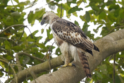 <i class='fa fa-user'></i> Gerard Visser |   Indische Kuifarend  <i class='fa fa-eye'> 184</i>  <i class='fa fa-thumbs-up'> 2</i>   <i class='fa fa-comment-o'> 7</i>