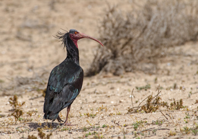 <i class='fa fa-user'></i> Eef Kieft |   Heremietibis  <i class='fa fa-eye'> 202</i>   <i class='fa fa-comment-o'> 6</i>