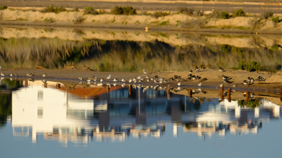 <i class='fa fa-user'></i> arnold merckx |   Bonte Strandloper  <i class='fa fa-eye'> 281</i>  <i class='fa fa-thumbs-up'> 9</i>   <i class='fa fa-comment-o'> 12</i>