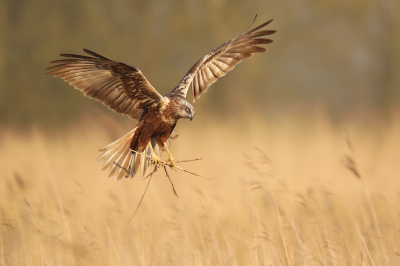 <i class='fa fa-user'></i> thijsglastra |   Bruine Kiekendief  <i class='fa fa-eye'> 428</i>  <i class='fa fa-thumbs-up'> 23</i>   <i class='fa fa-comment-o'> 13</i>