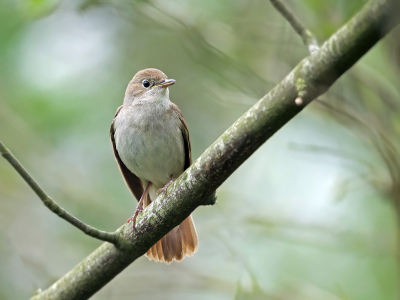 <i class='fa fa-user'></i> anevanrees |   Nachtegaal  <i class='fa fa-eye'> 283</i>  <i class='fa fa-thumbs-up'> 10</i>   <i class='fa fa-comment-o'> 7</i>