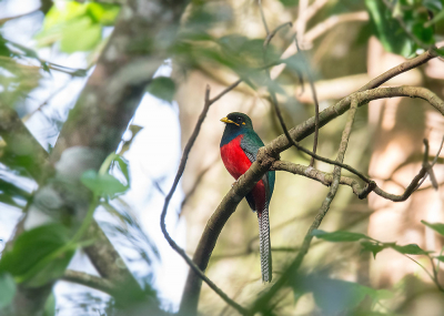 Even kijken hoe deze uitkomt op Birdpix - Even kijken hoe deze uitkomt op Birdpix