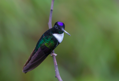 <i class='fa fa-user'></i> charlysax |   Gekraagde Incakolibrie  <i class='fa fa-eye'> 160</i>  <i class='fa fa-thumbs-up'> 1</i>   <i class='fa fa-comment-o'> 1</i>