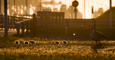 <i class='fa fa-user'></i> adriaan |   Grote Canadese Gans  <i class='fa fa-eye'> 320</i>  <i class='fa fa-thumbs-up'> 8</i>   <i class='fa fa-comment-o'> 8</i>