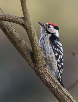 <i class='fa fa-user'></i> Ria Lambregts |   Kleine Bonte Specht  <i class='fa fa-eye'> 308</i>  <i class='fa fa-thumbs-up'> 8</i>   <i class='fa fa-comment-o'> 8</i>