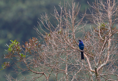 <i class='fa fa-user'></i> charlysax |   Zwartkraaggaai  <i class='fa fa-eye'> 161</i>  <i class='fa fa-thumbs-up'> 2</i>   <i class='fa fa-comment-o'> 6</i>