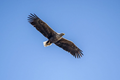 Gezien boven de Lepelaarsplas in Almere. Pas de 2e keer dat ik hem zag terwijl ik al 25 jaar hier woon. Hij kwam echt vlak over me heen. Imposant.