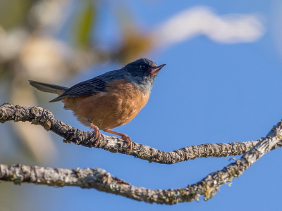 <i class='fa fa-user'></i> Paul van Giersbergen |   Mexicaanse Berghoningkruiper  <i class='fa fa-eye'> 133</i>   <i class='fa fa-comment-o'> 2</i>