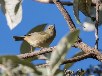 <i class='fa fa-user'></i> Paul van Giersbergen |   Mexicaanse Berghoningkruiper  <i class='fa fa-eye'> 123</i>   <i class='fa fa-comment-o'> 0</i>