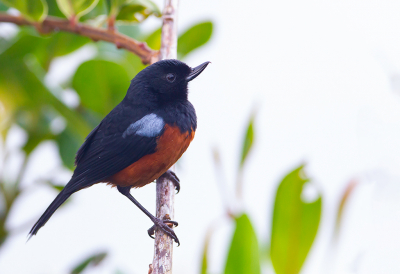 <i class='fa fa-user'></i> charlysax |   Roestbuikberghoningkruiper  <i class='fa fa-eye'> 133</i>  <i class='fa fa-thumbs-up'> 2</i>   <i class='fa fa-comment-o'> 2</i>