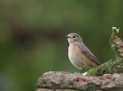 <i class='fa fa-user'></i> Truus Aletta Maan |   Gekraagde Roodstaart  <i class='fa fa-eye'> 257</i>  <i class='fa fa-thumbs-up'> 2</i>   <i class='fa fa-comment-o'> 5</i>