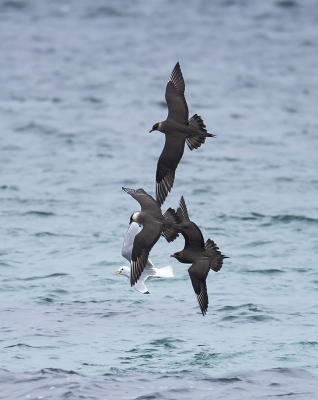 <i class='fa fa-user'></i> Bert Ooms |   Kleine Jager  <i class='fa fa-eye'> 227</i>  <i class='fa fa-thumbs-up'> 2</i>   <i class='fa fa-comment-o'> 5</i>