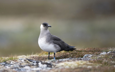 <i class='fa fa-user'></i> Bert Ooms |   Kleine Jager  <i class='fa fa-eye'> 209</i>  <i class='fa fa-thumbs-up'> 7</i>   <i class='fa fa-comment-o'> 7</i>