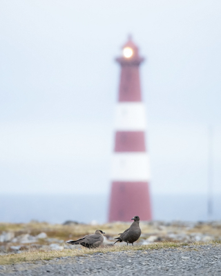 <i class='fa fa-user'></i> Bert Ooms |   Kleine Jager  <i class='fa fa-eye'> 214</i>   <i class='fa fa-comment-o'> 5</i>