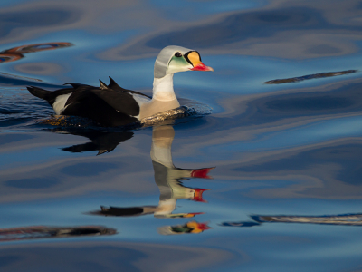 <i class='fa fa-user'></i> Richard Oud |   Koningseider  <i class='fa fa-eye'> 380</i>  <i class='fa fa-thumbs-up'> 6</i>   <i class='fa fa-comment-o'> 8</i>