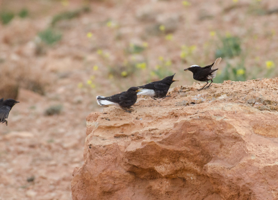 <i class='fa fa-user'></i> Eef Kieft |   Witkruintapuit  <i class='fa fa-eye'> 226</i>   <i class='fa fa-comment-o'> 3</i>