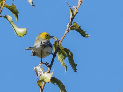 <i class='fa fa-user'></i> Paul van Giersbergen |   Heremietzanger  <i class='fa fa-eye'> 145</i>   <i class='fa fa-comment-o'> 0</i>